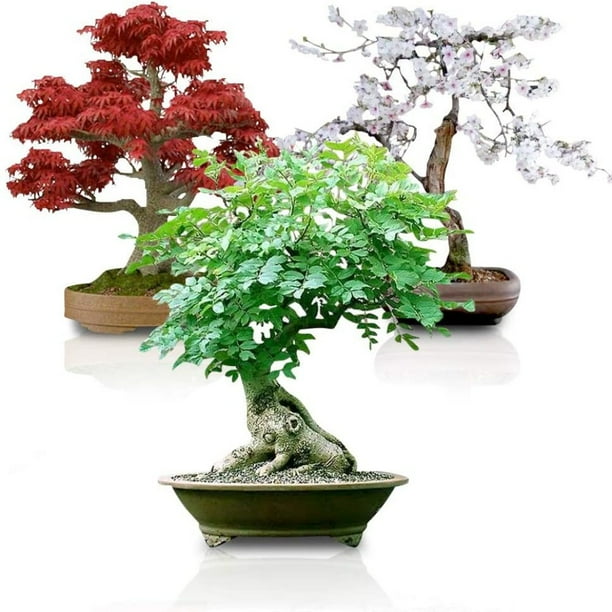 20 Coffee Bean Tree Seeds Mixed Perennial Rare Plant Home Garden Decor Bonsai 20 Coffee Bean Tree Seeds Mixed Perennial Rare Plant Home Garden Decor Bonsai